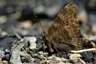 Karaaa Nimfalisi (Inachis polychloros)