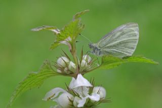 Yalanc Beyazmelek (Pieris pseudorapae)