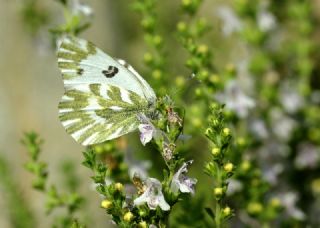 Kk Beneklimelek (Pontia chloridice)