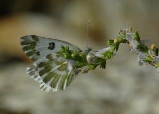 Kk Beneklimelek (Pontia chloridice)