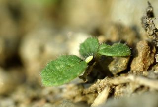 Kk Beneklimelek (Pontia chloridice)