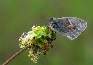 Kk Zpzp Perisi (Coenonympha pamphilus)