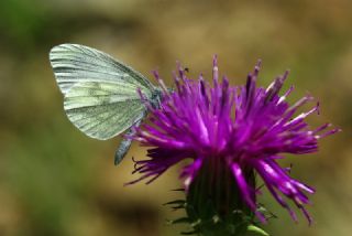 Narin Orman Beyaz (Leptidea sinapis)