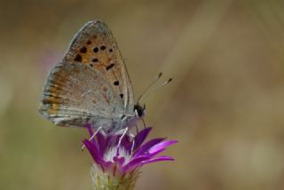 Alev Ategzeli (Lycaena kefersteinii)