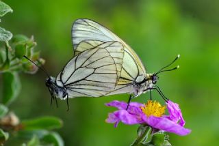 Al Beyaz (Aporia crataegi)