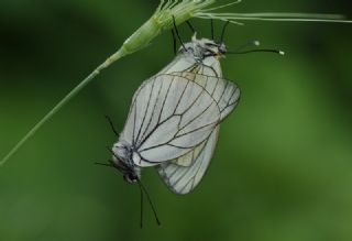 Al Beyaz (Aporia crataegi)