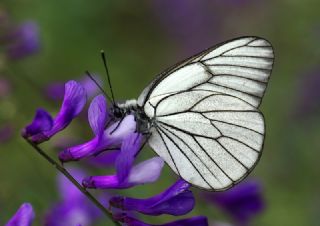 Al Beyaz (Aporia crataegi)