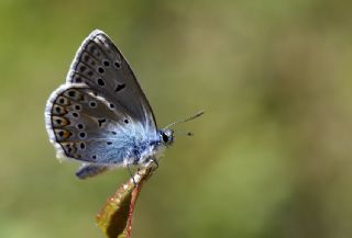 okgzl Hatay Mavisi (Polyommatus bollandi)