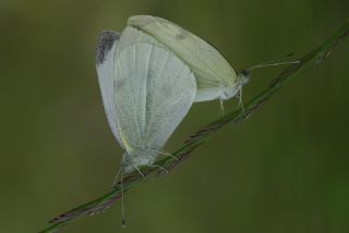 Kk Beyazmelek (Pieris rapae)