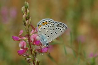 Da Oykls (Euchloe ausonia)