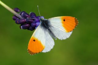 Turuncu Ssl (Anthocharis cardamines)