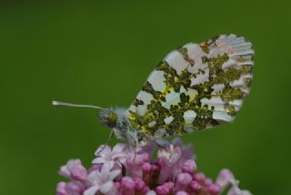 Turuncu Ssl (Anthocharis cardamines)