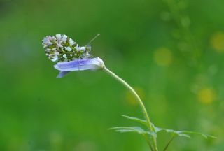 Turuncu Ssl (Anthocharis cardamines)