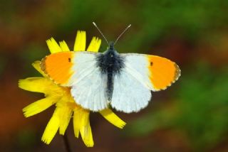 Turuncu Ssl (Anthocharis cardamines)