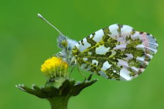 Turuncu Ssl (Anthocharis cardamines)