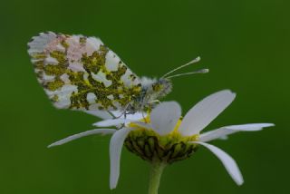 Turuncu S�sl�&nbsp;(Anthocharis&nbsp;cardamines)