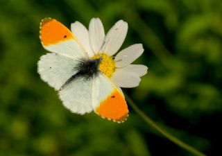 Turuncu Ssl (Anthocharis cardamines)