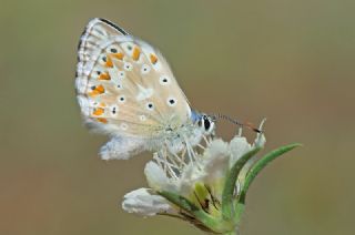 okgzl Anadolu illi Mavisi (Polyommatus ossmar)