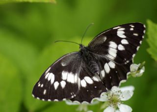 Kara Melike (Melanargia syriaca)