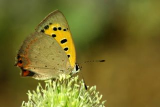 Benekli Bakr Gzeli (Lycaena phlaeas)