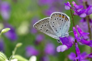 okgzl Amanda (Polyommatus amandus)