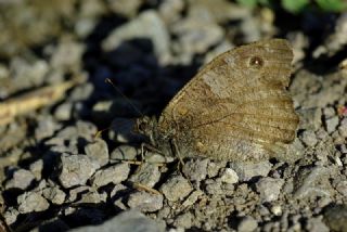 Anadolu Karamelei (Hipparchia fatua)