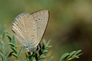 Anormal okgzl (Polyommatus admetus)