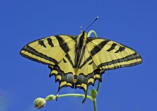 Kaplan Kırlangıçkuyruk (Papilio alexanor)