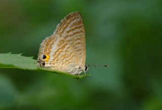 Lampides (Lampides boeticus)
