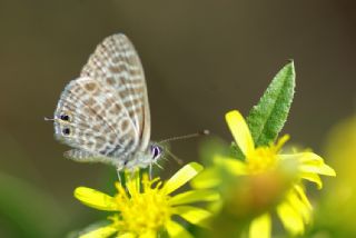 Mavi Zebra (Leptotes pirithous)