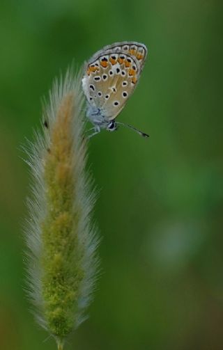 okgzl Mavi (Polyommatus icarus)