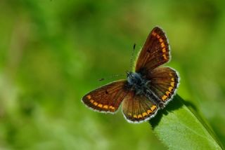 okgzl Esmer (Aricia agestis)