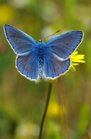 okgzl Mavi (Polyommatus icarus)