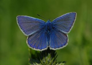 okgzl Mavi (Polyommatus icarus)