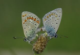 okgzl Mavi (Polyommatus icarus)
