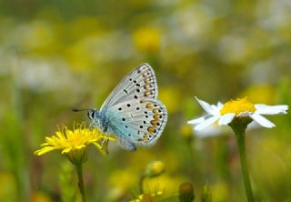 okgzl Meneke Mavisi (Polyommatus thersites)