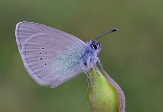 Karag�z Mavisi&nbsp;(Glaucopsyche&nbsp;alexis)