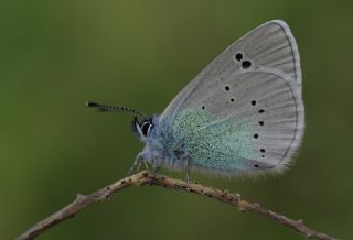 Karagz Mavisi (Glaucopsyche alexis)