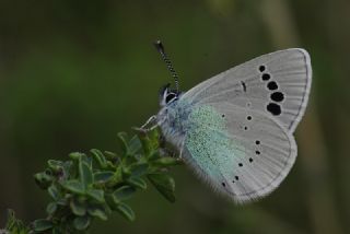 Karagz Mavisi (Glaucopsyche alexis)