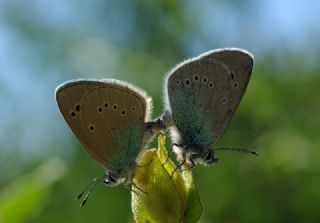 Karagz Mavisi (Glaucopsyche alexis)