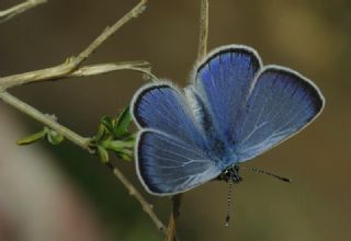 Karagz Mavisi (Glaucopsyche alexis)