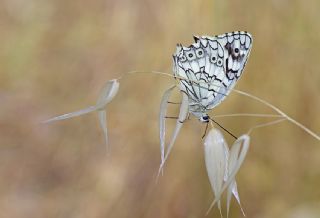 Anadolu Melikesi (Melanargia larissa)