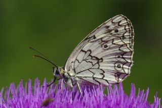 Anadolu Melikesi (Melanargia larissa)