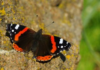 Atalanta (Vanessa atalanta)