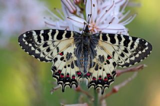 Orman Fistosu (Allancastria  cerisyi)