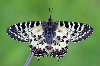 Orman Fistosu (Allancastria  cerisyi)