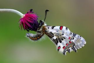 Orman Fistosu (Allancastria  cerisyi)