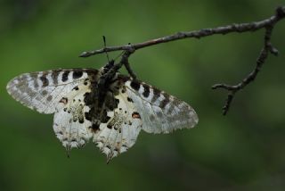 Orman Fistosu (Allancastria  cerisyi)