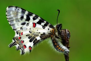 Orman Fistosu (Allancastria  cerisyi)