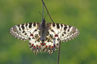 Orman Fistosu (Allancastria  cerisyi)